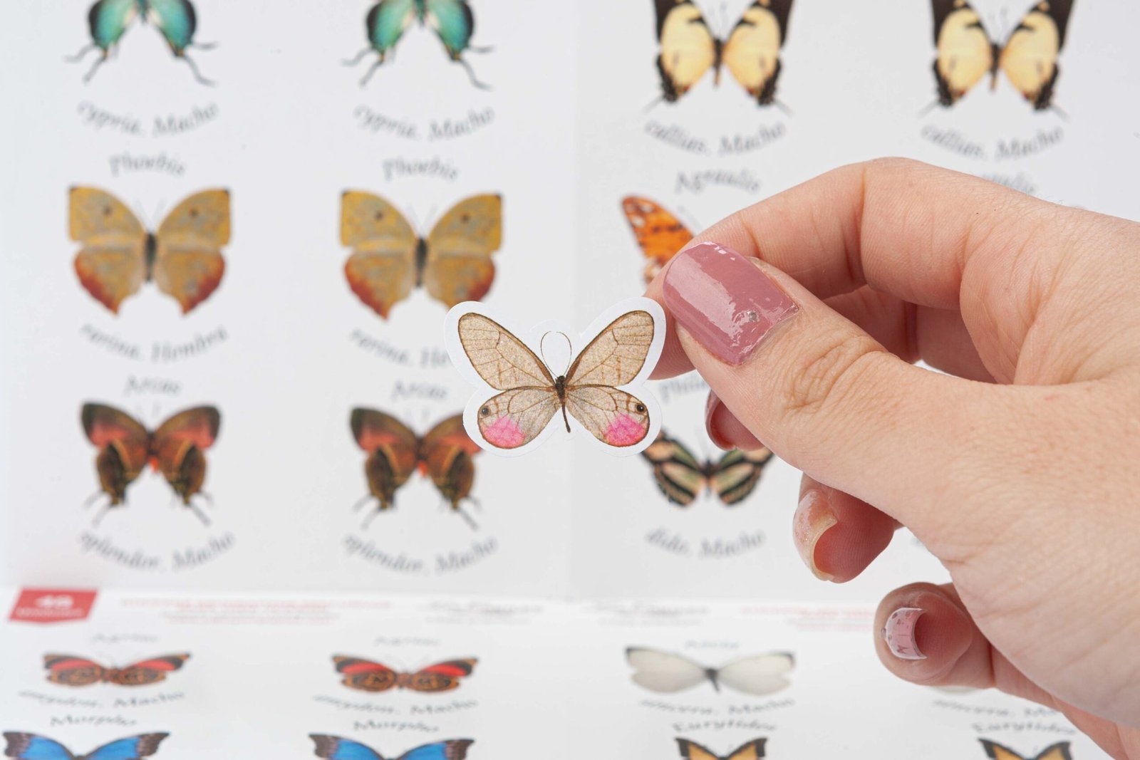 Sticker decorativo (Mariposas paquete x 48und)